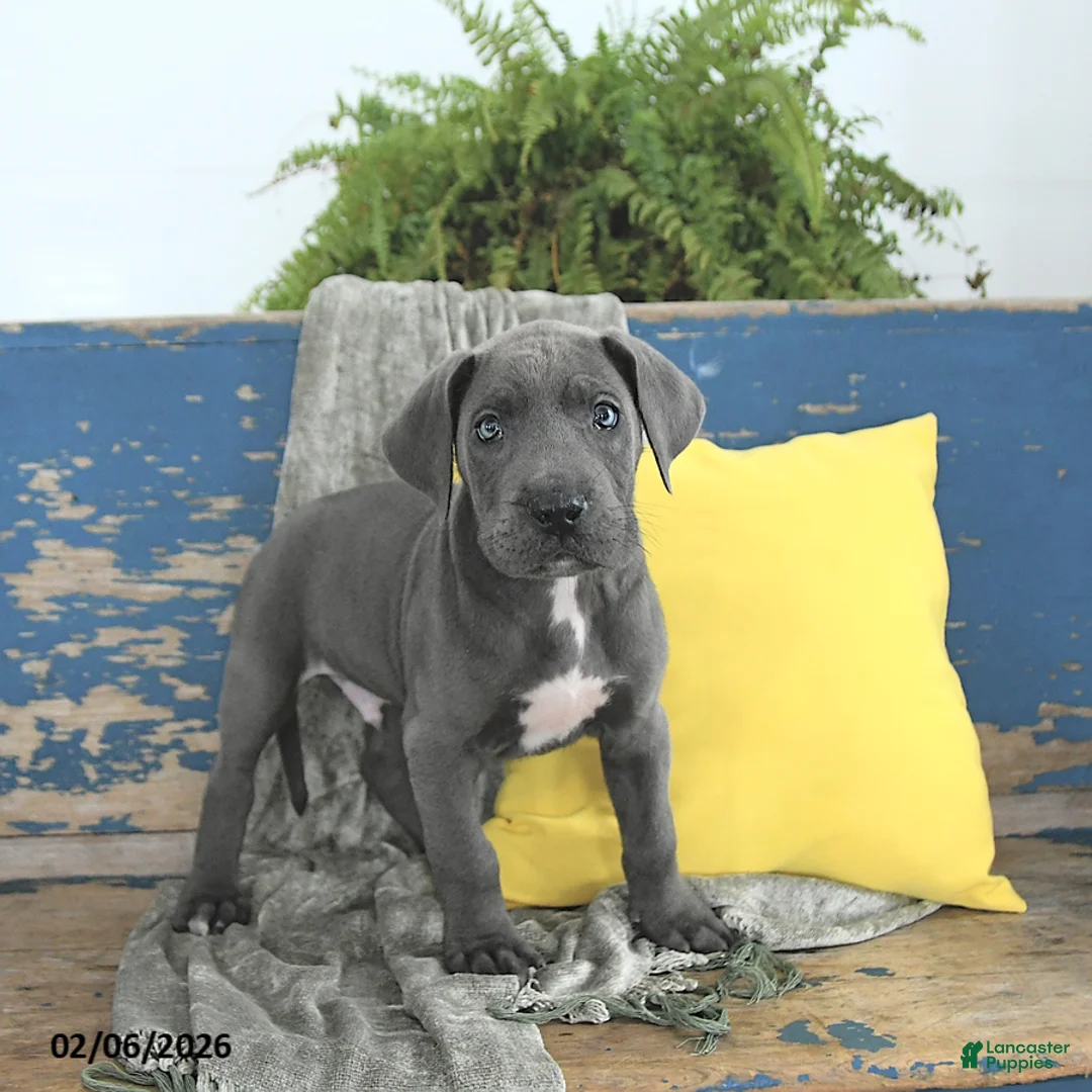 Great Dane dogs for sale: Vader - Ad 1