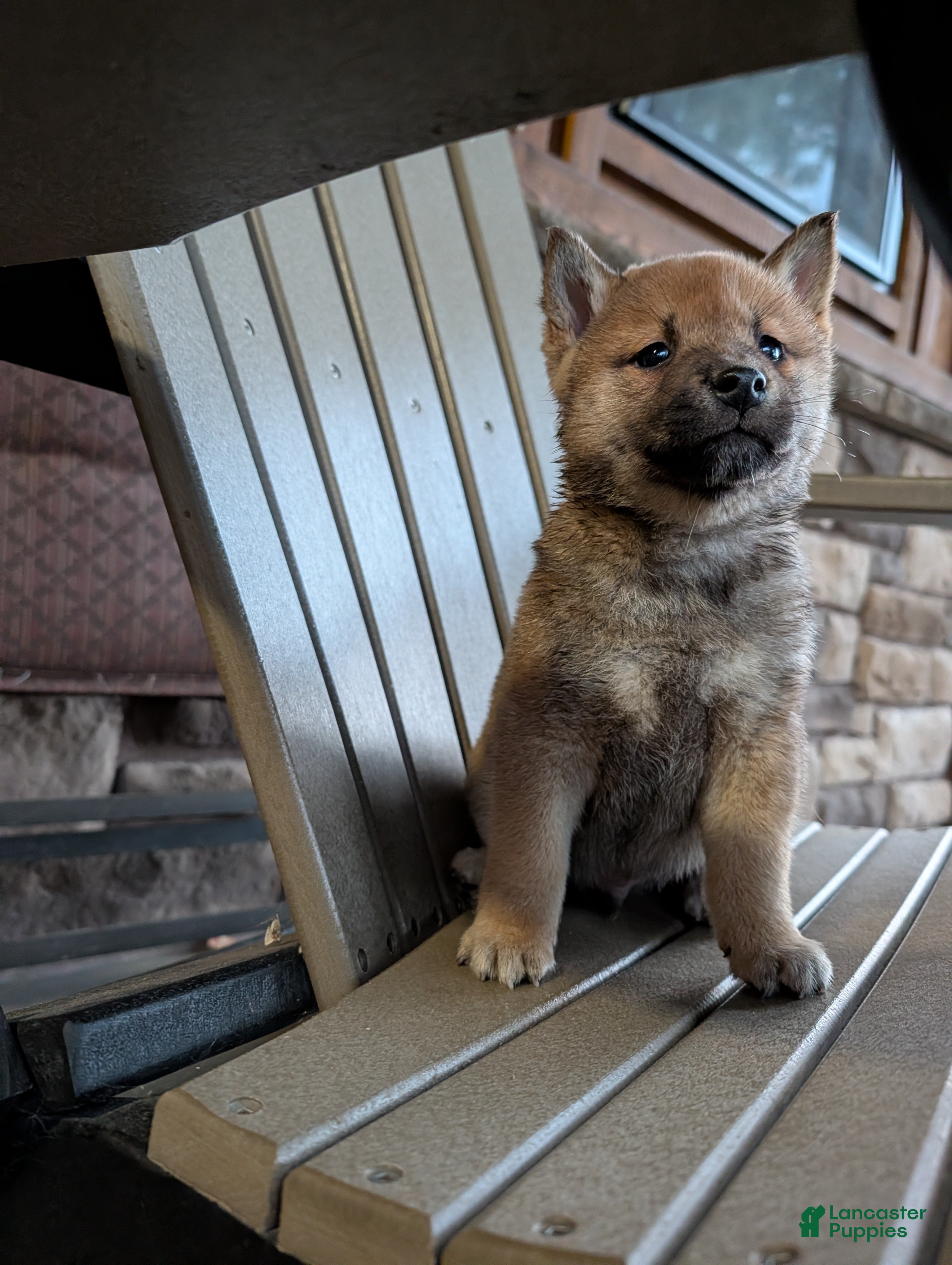 Shiba Inu dogs for sale: Buster - Ad 2