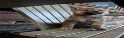 Shiba Inu dogs for sale: Buster - Ad 2