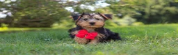 Morkie dogs for sale: Marcus - Ad 8
