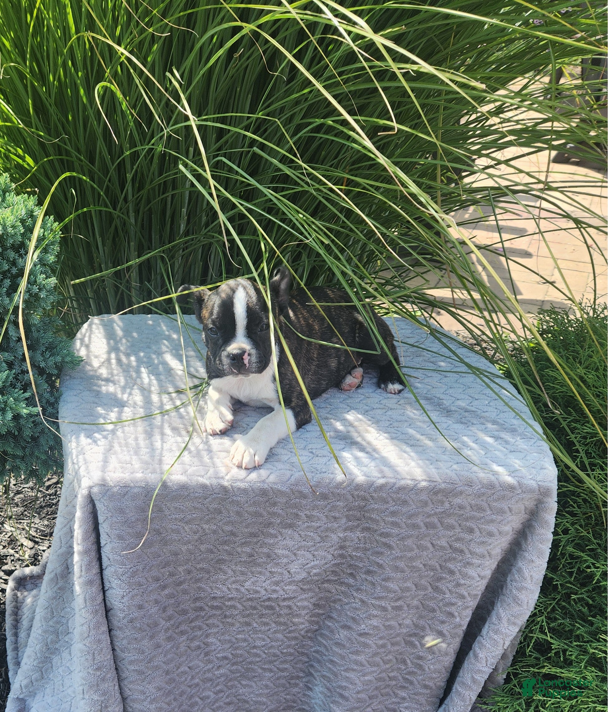 Boston Terrier dogs Bingo - Ad 1