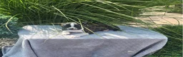 Boston Terrier dogs for sale: Bingo - Ad 1