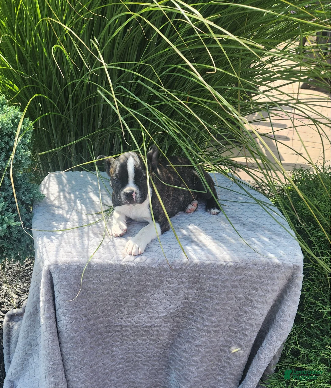 Boston Terrier dogs for sale: Bingo - Ad 1