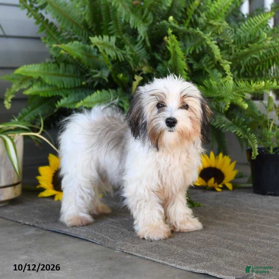 Mixed Breed dogs for sale: Jenny - Ad 2