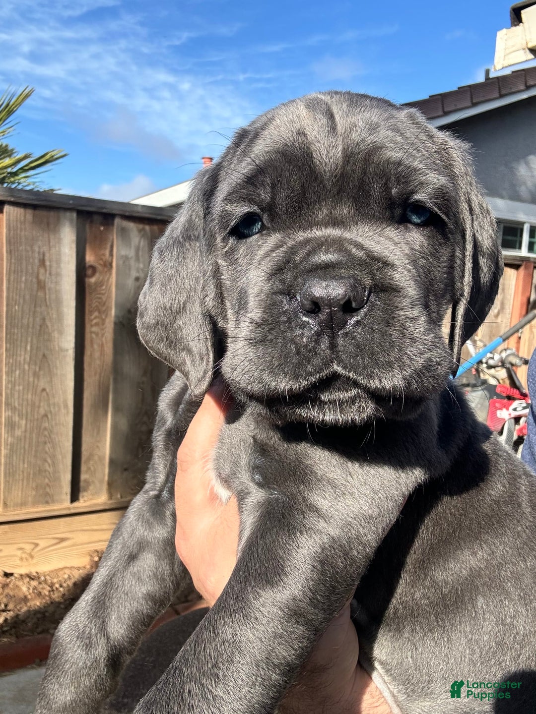 Gallery Image {{count}}