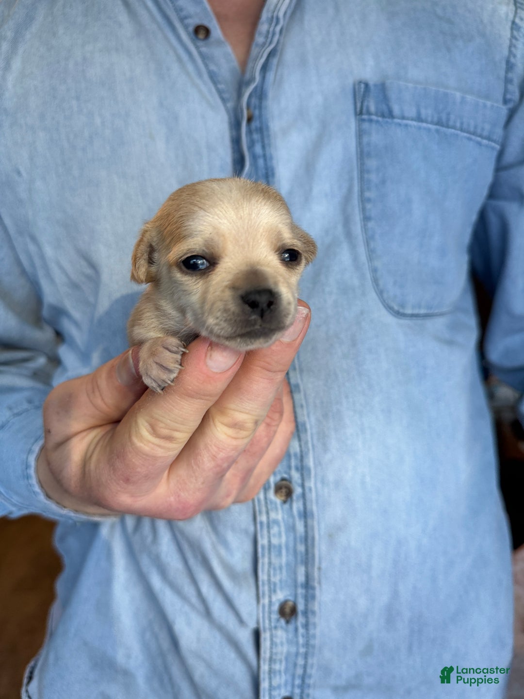 Chihuahua dogs for sale: Christmas  - Ad 2