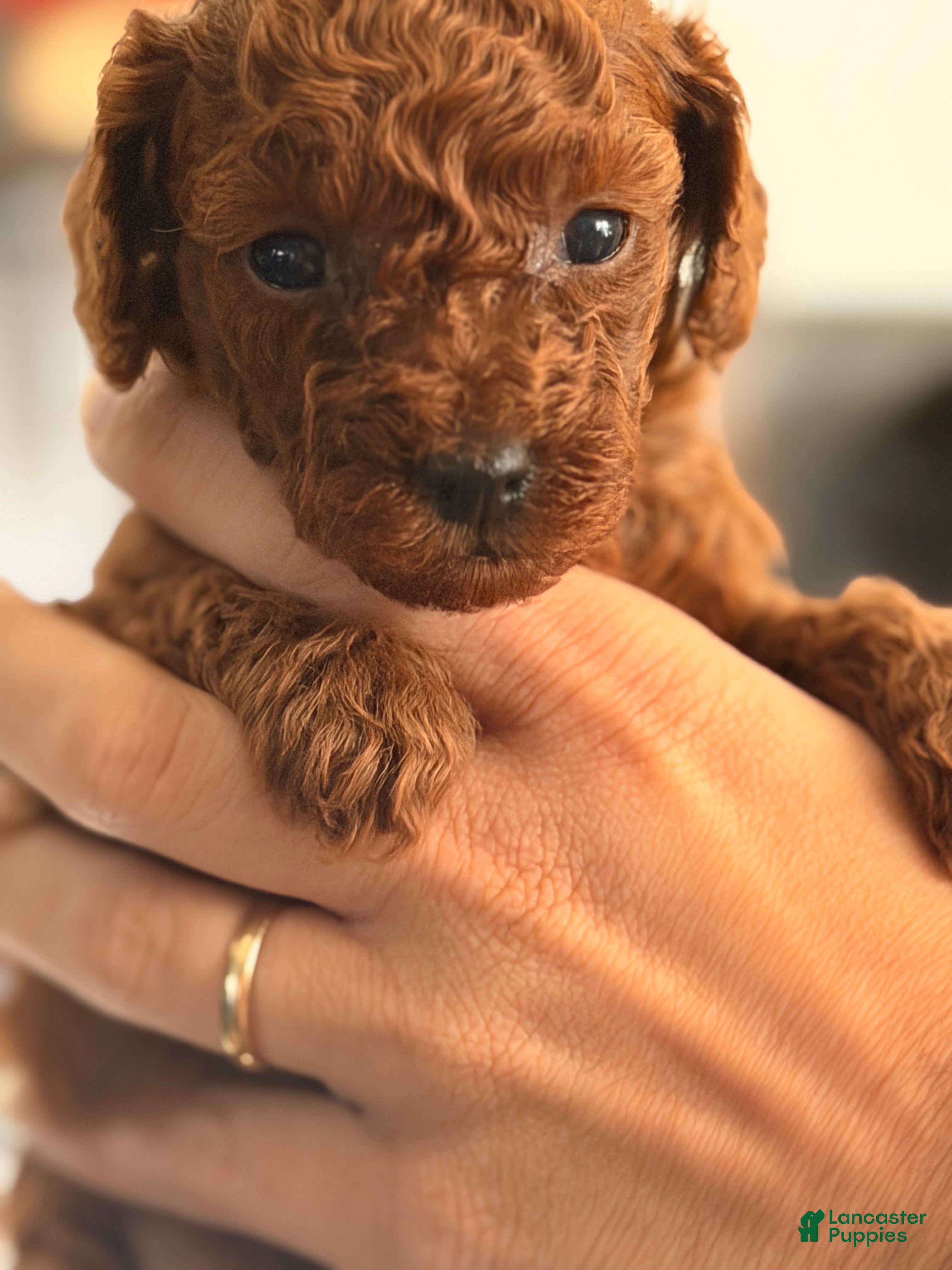Toy Poodle dogs for sale: Alexa - Ad 2