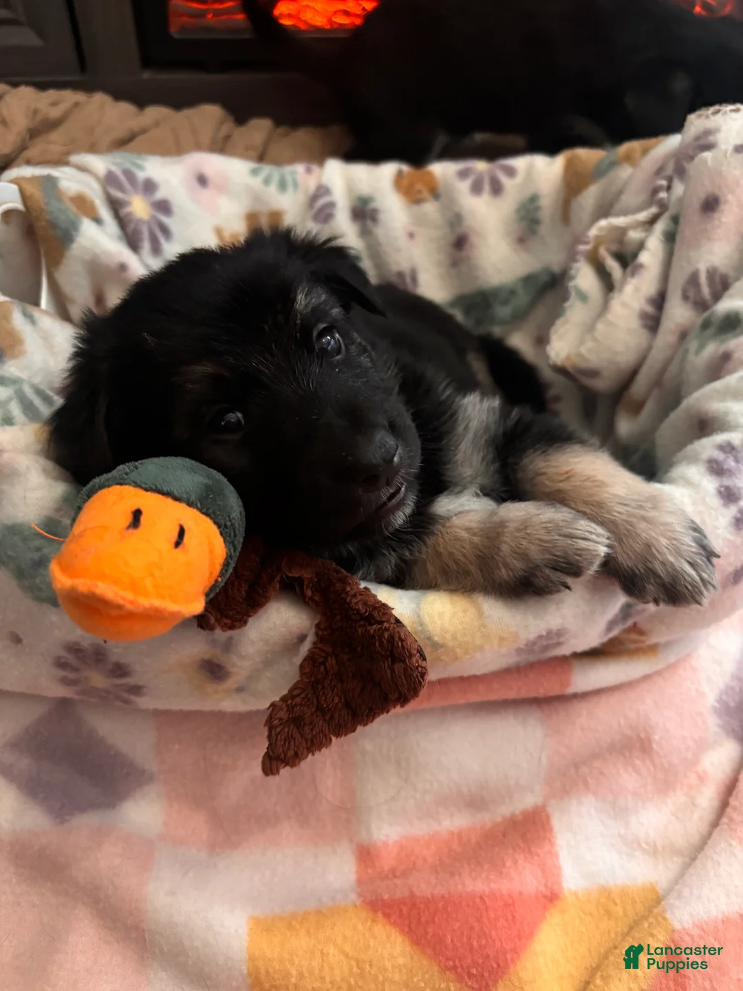 German Shepherd dogs for sale:  Puppy 4 - Ad 1