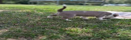 American Bully dogs for sale: American Bully 1 - Ad 23