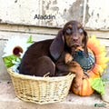 Bloodhound dogs for sale: Aladdin - Ad 1