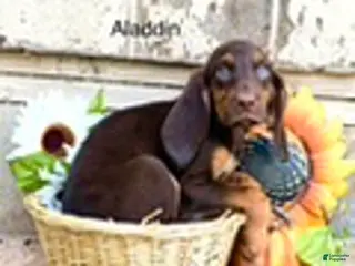 Bloodhound dogs Aladdin - Ad 4