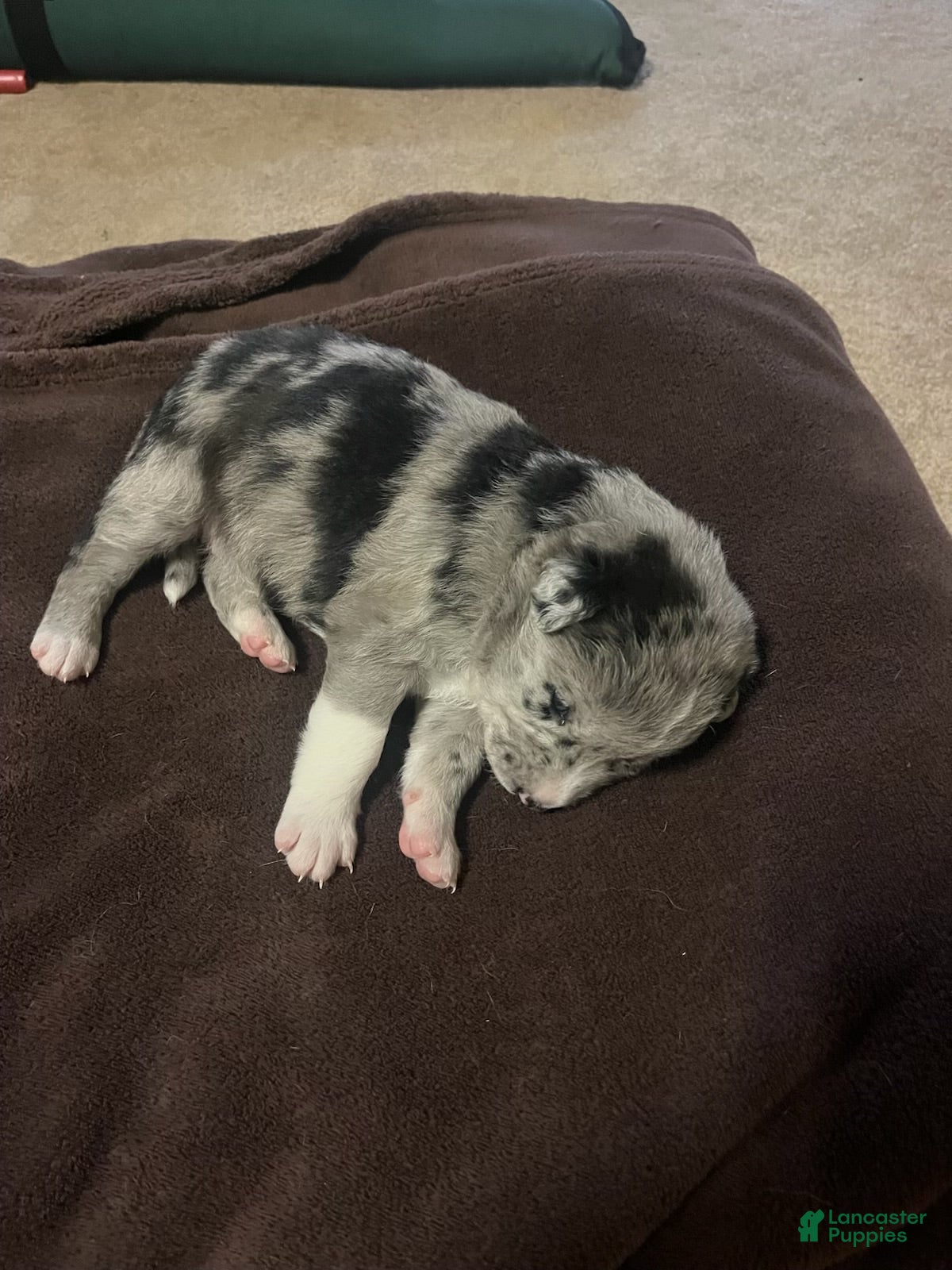 Mixed Breed dogs Mixed Breed Puppy 9 - Ad 12