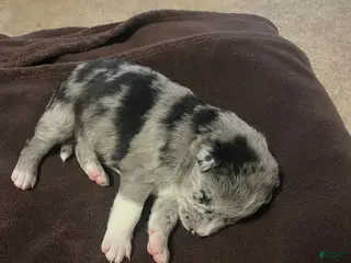 Mixed Breed dogs Mixed Breed Puppy 9 - Ad 12