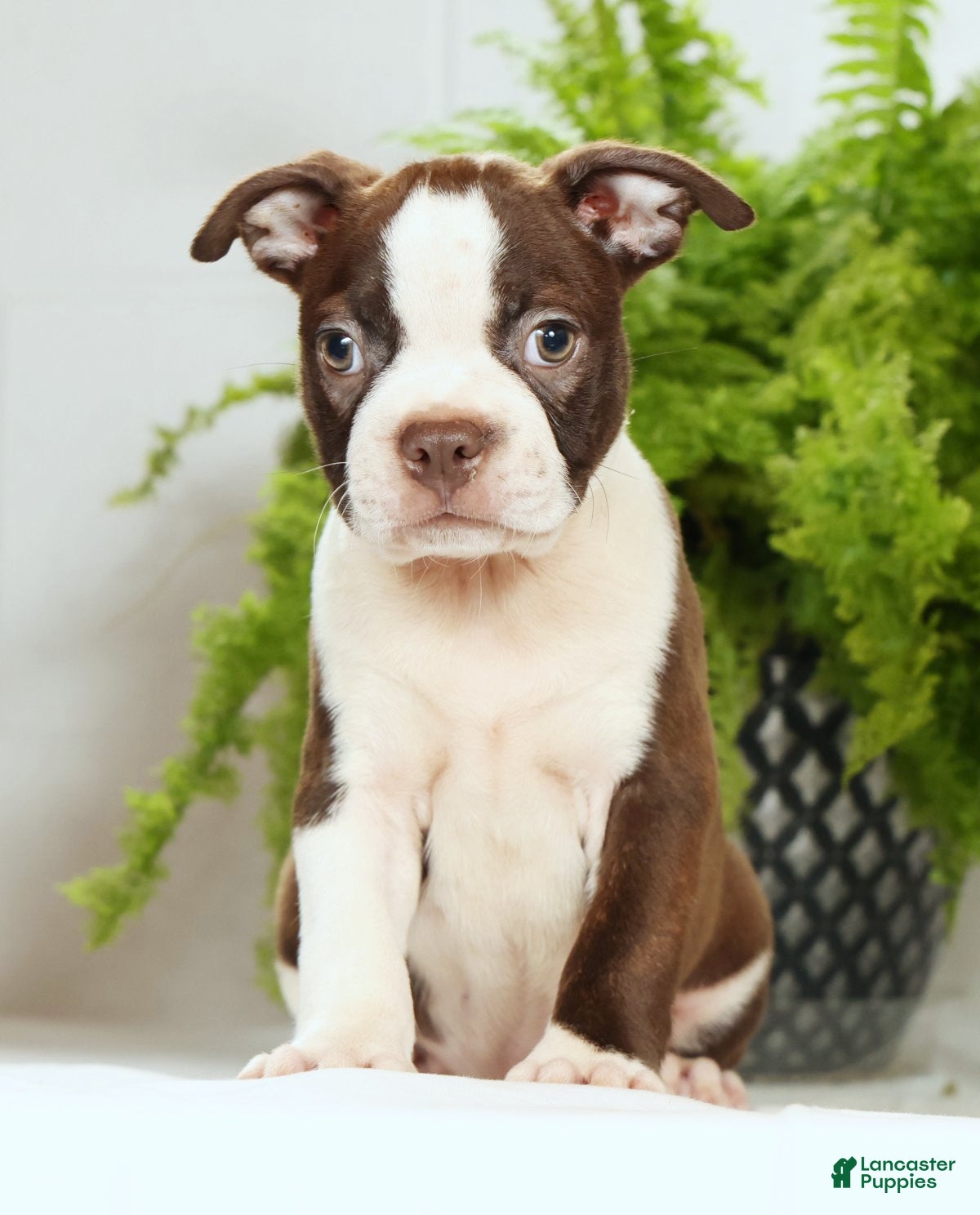 Boston Terrier dogs Ryan - Ad 2