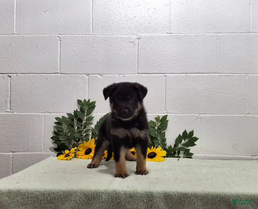 German Shepherd dogs for sale: Boomer - Ad 2