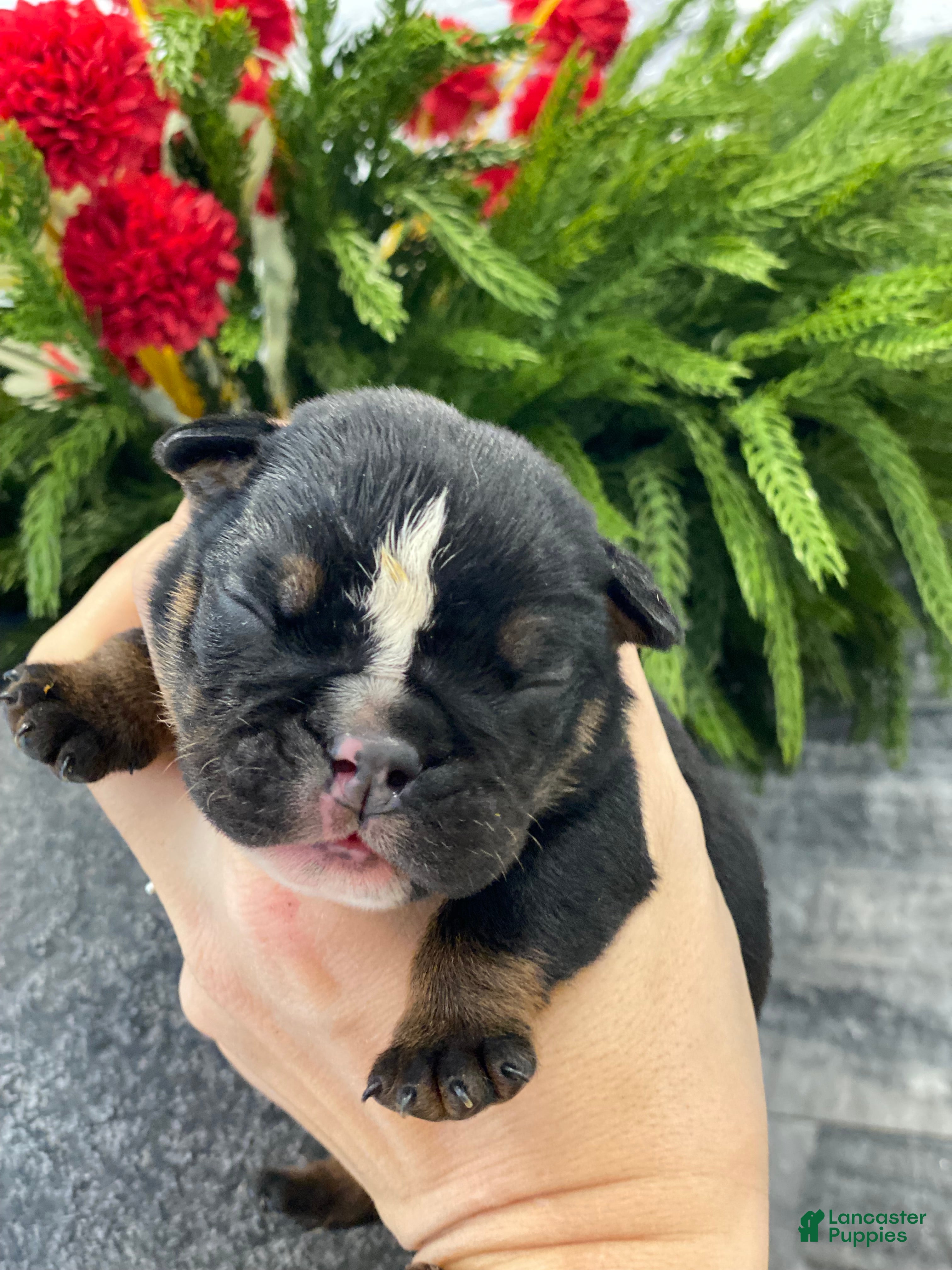 English Bulldog dogs Sweetheart  - Ad 19