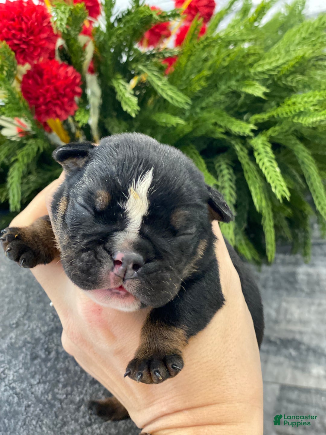 English Bulldog dogs for sale: Sweetheart  - Ad 1