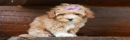 Havapoo dogs for sale: Ellie Mae 💛🐾 - Ad 18