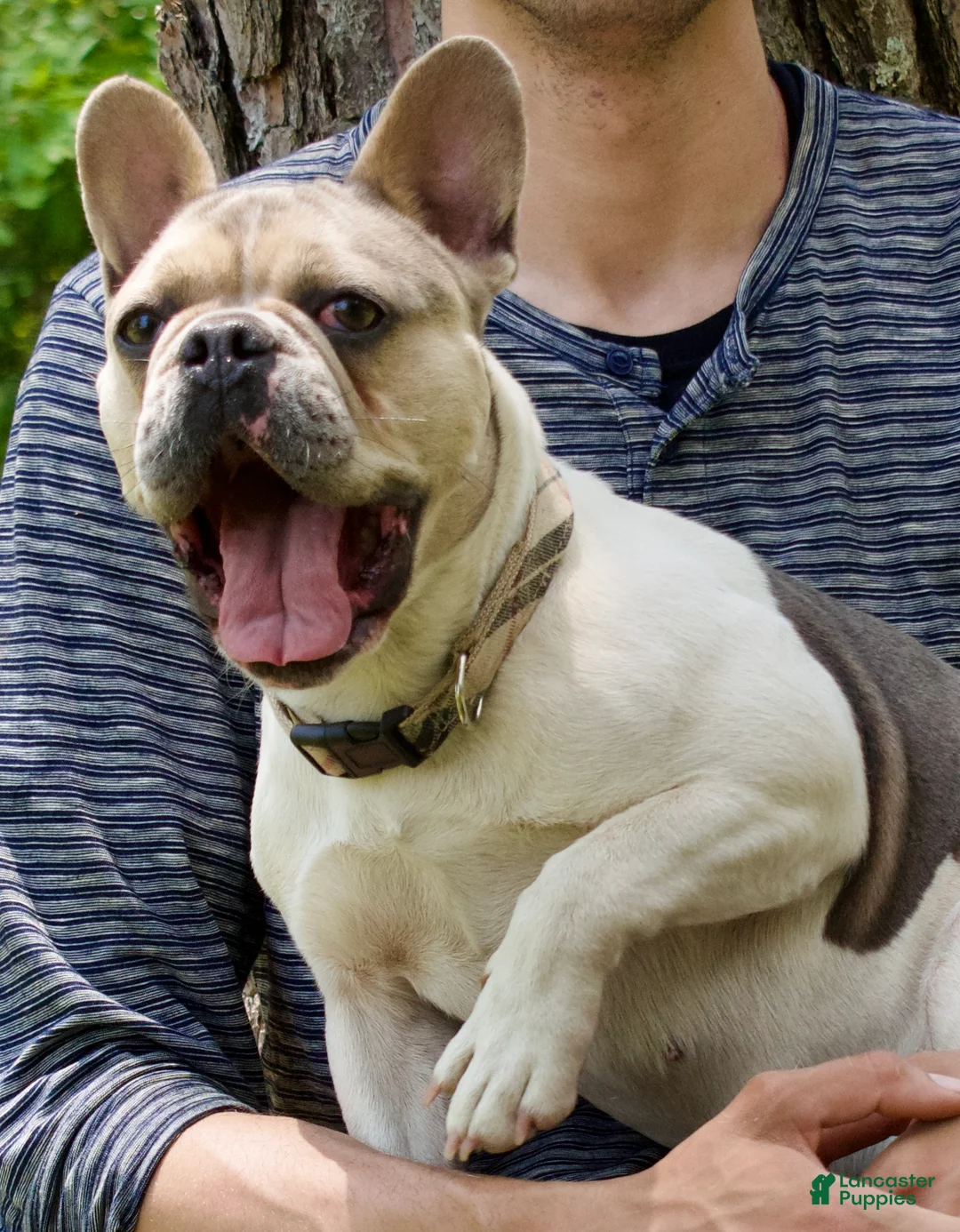 French Bulldog dogs for sale: Piper - Ad 5