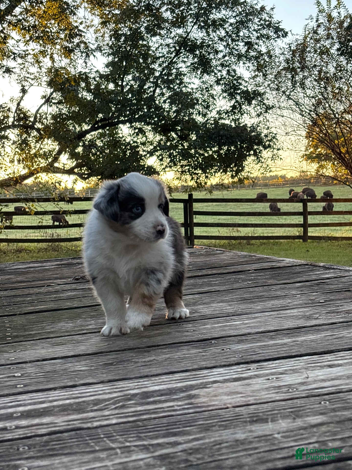 Australian Shepherd dogs for sale: Australian Shepherd 8 - Ad 3