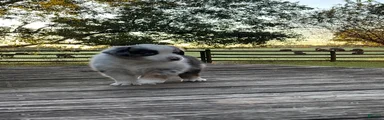 Australian Shepherd 8