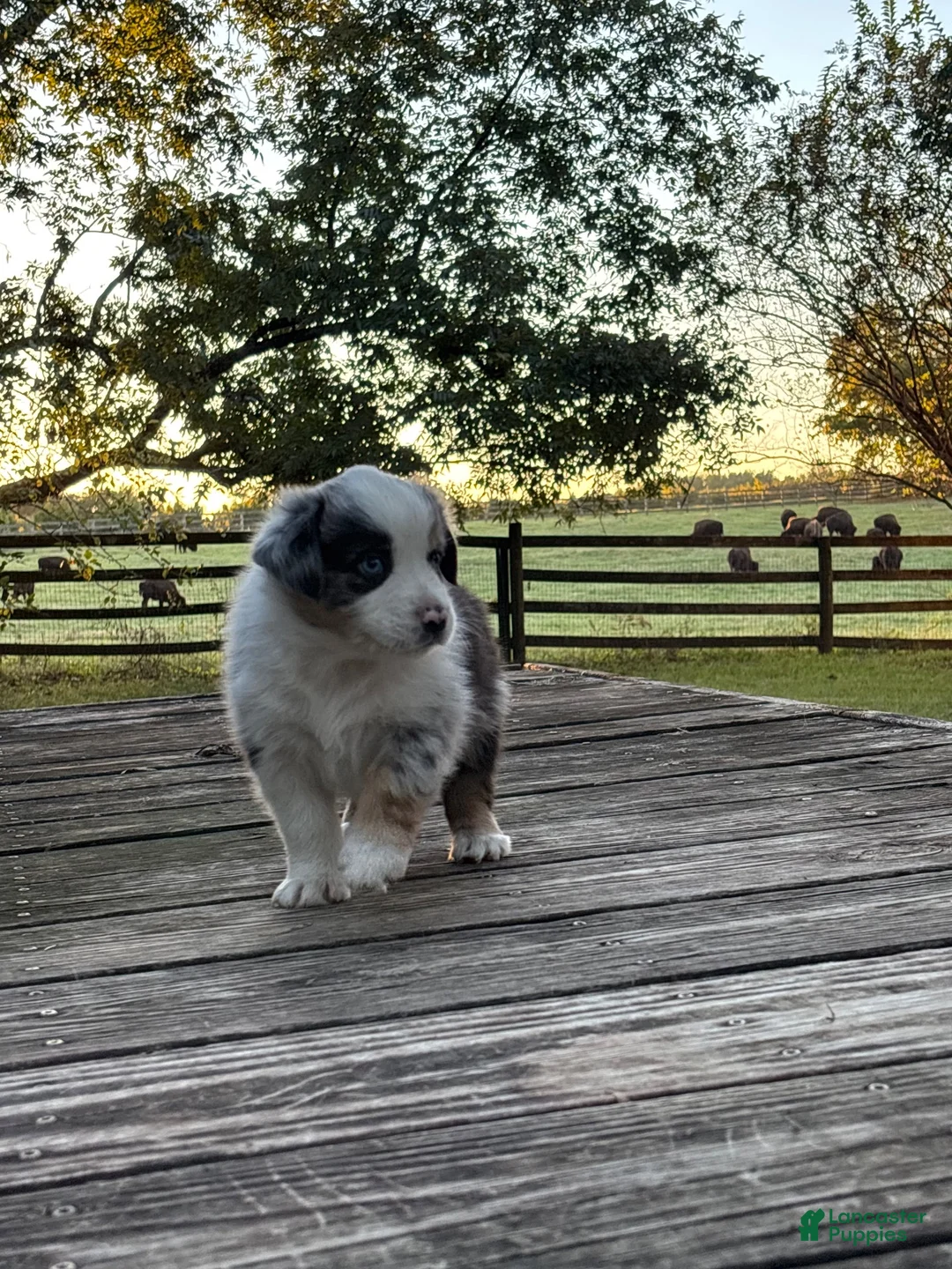 Australian Shepherd dogs for sale: Australian Shepherd 8 - Ad 1