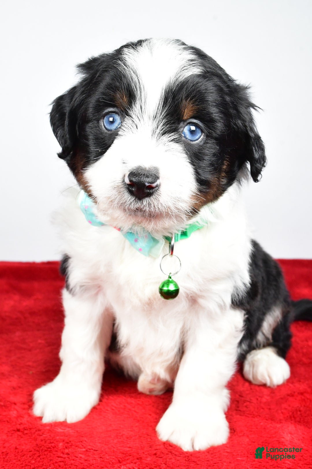 Mini Aussiedoodle dogs for sale: Stephen - Ad 1