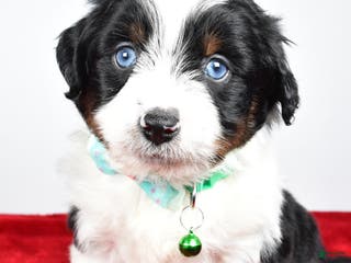 Mini Aussiedoodle dogs Stephen - Ad 21