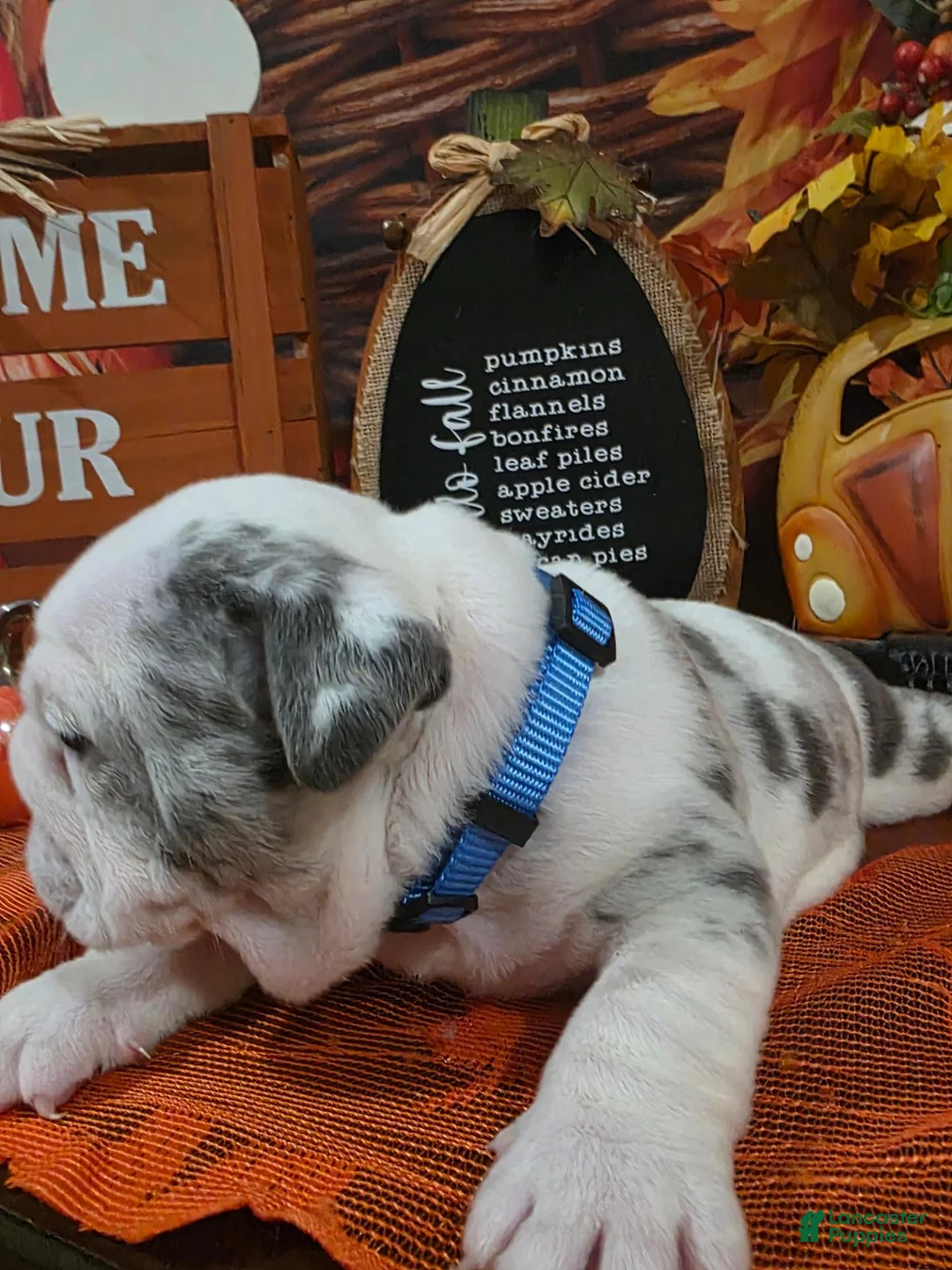 English Bulldog dogs for sale: English Bulldog 3 - Ad 2