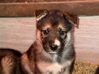 Gerberian Shepsky dogs Blue - Ad 1