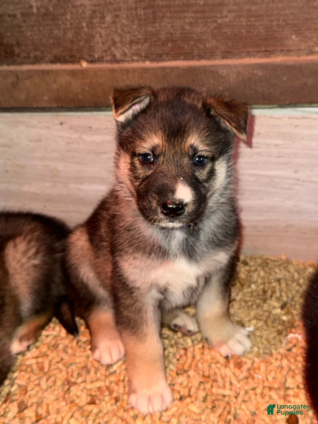 Gerberian Shepsky dogs for sale: Oliver - Ad 3