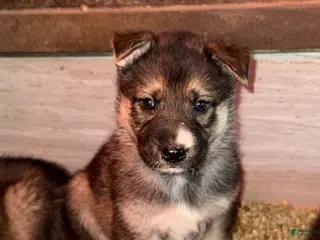 Gerberian Shepsky dogs Blue - Ad 4