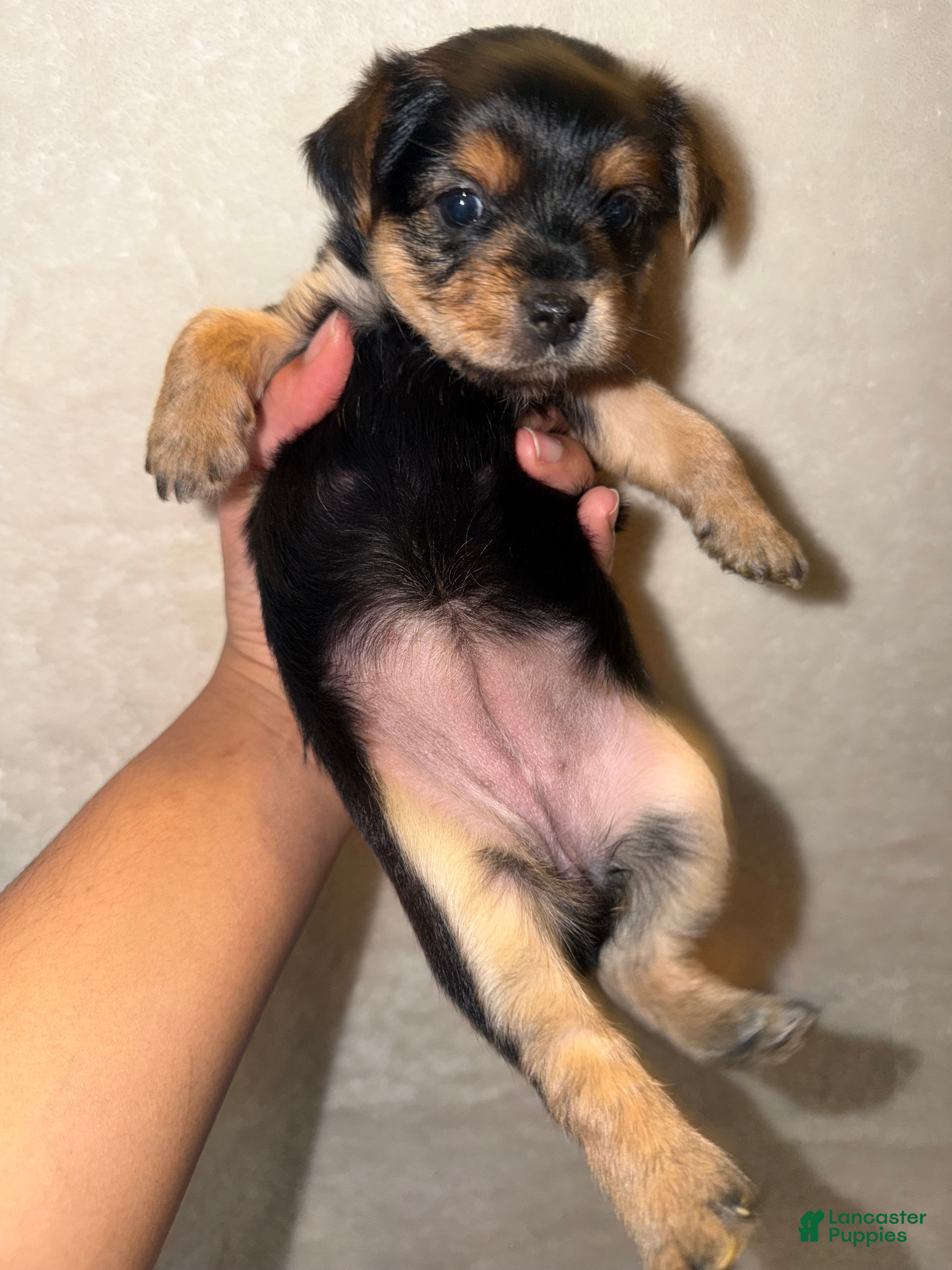Yorkshire Terrier dogs Yorkshire Terrier Puppy 2 - Ad 1