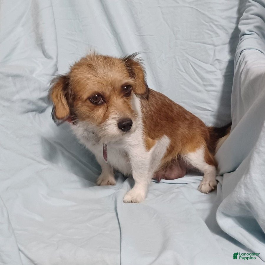Mixed Breed dogs Minty - Ad 2