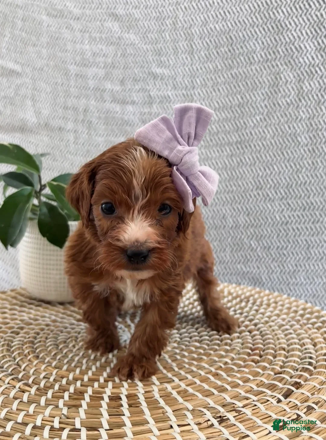 Irish Doodle dogs for sale: Juliet - Ad 2