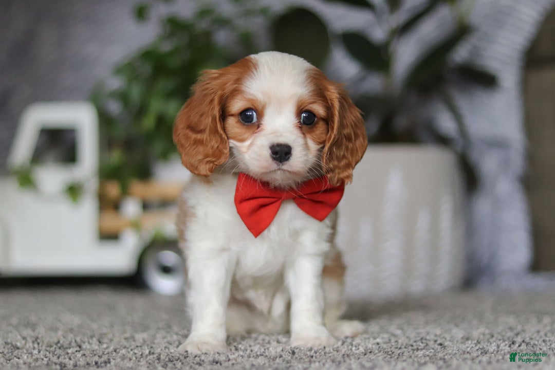 Cavalier King Charles Spaniel dogs for sale: Gypsy - Ad 4