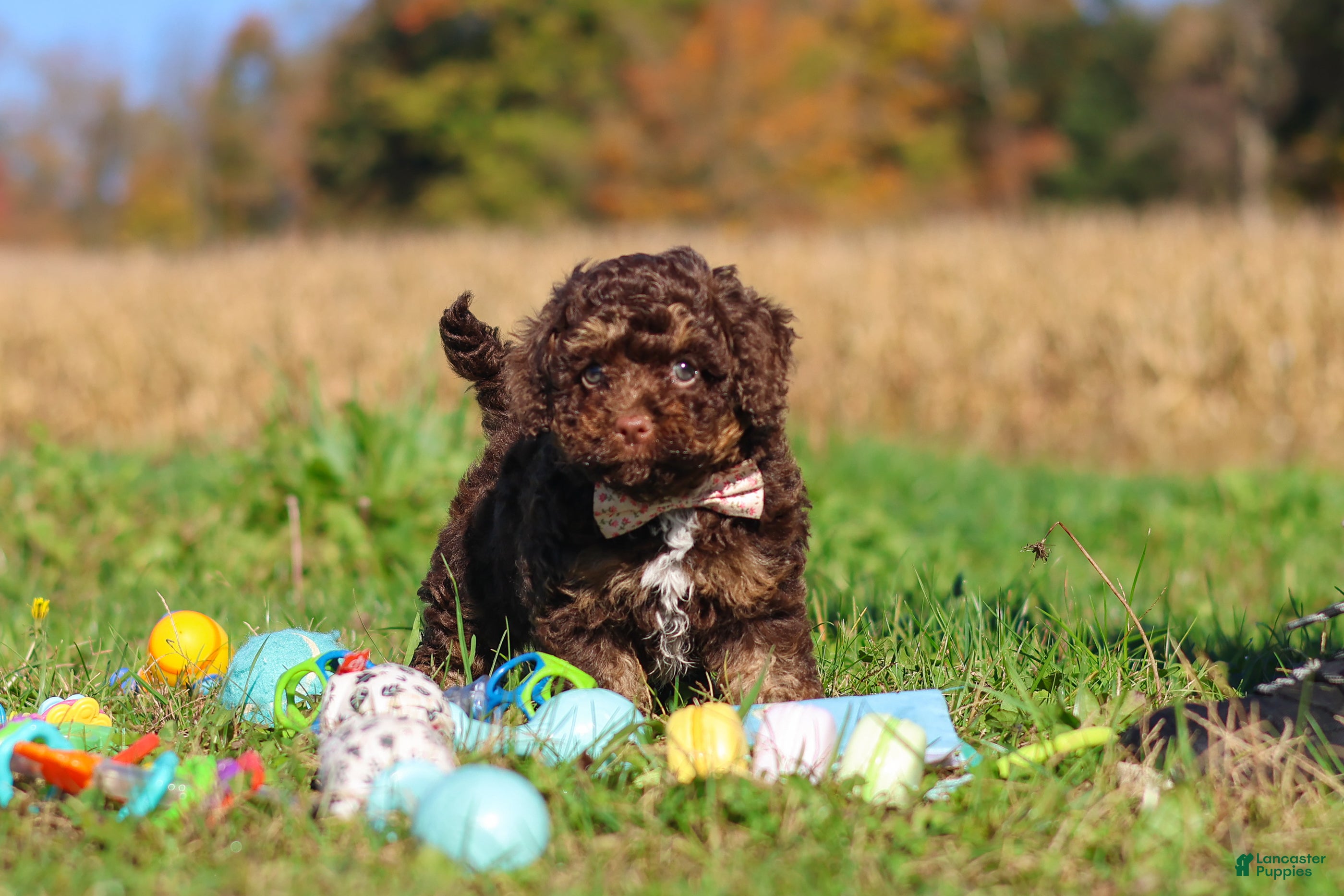 Cavapoo dogs Cocoa - Ad 1
