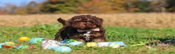 Cavapoo dogs for sale: Cocoa - Ad 1