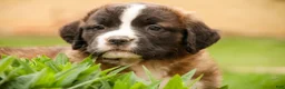 Saint Bernard dogs for sale: Wrenly - Ad 5