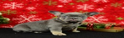 French Bulldog dogs for sale: Rocky - Ad 6