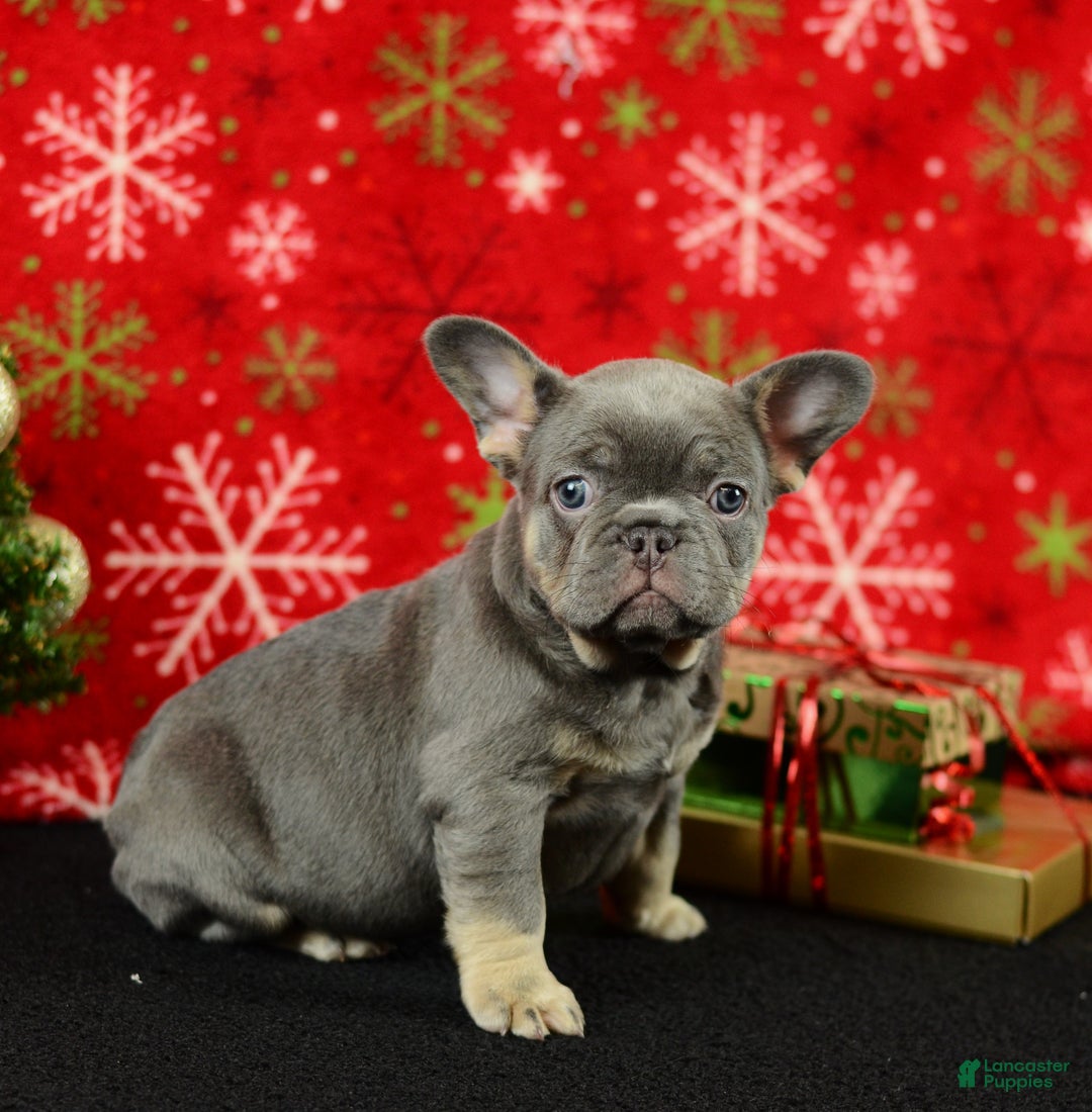 French Bulldog dogs for sale: Rocky - Ad 6