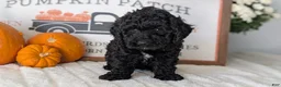 Miniature Poodle dogs for sale: Hazel - Ad 11