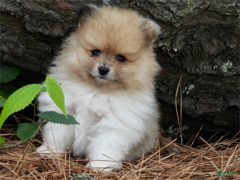 Pomeranian dogs Pomeranian Puppy 1 - Ad 2