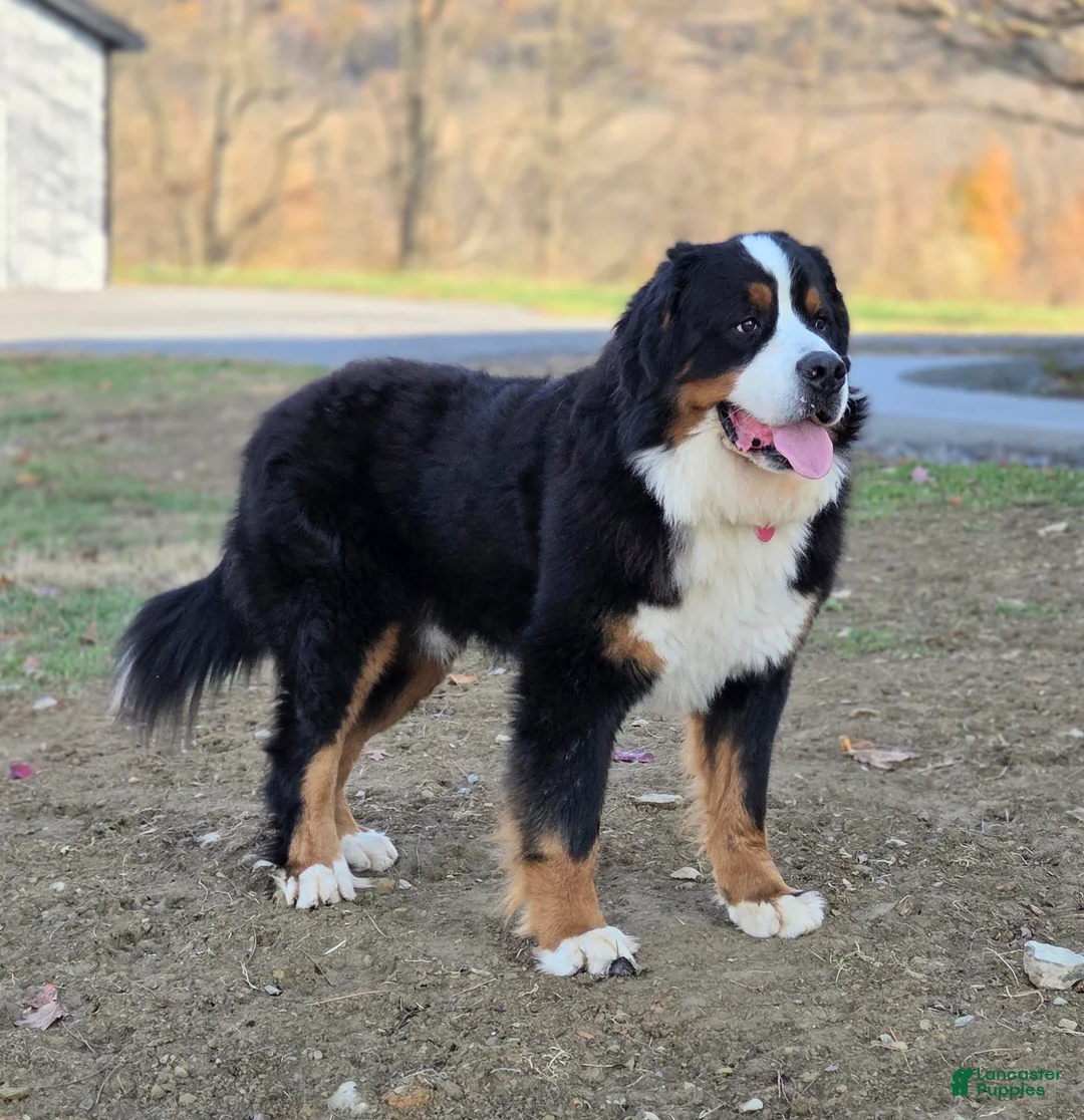Bernese Mountain Dog dogs for stud: Xander Van't Stokerybos  - Ad 4