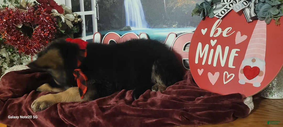 German Shepherd dogs for sale: Buddy  - Ad 11