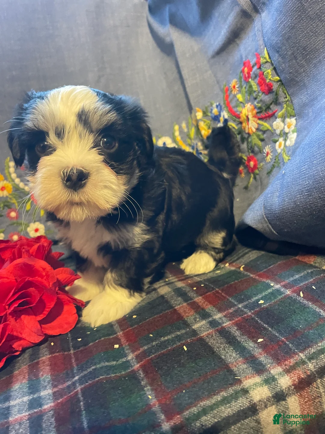 Havanese dogs for sale: Milo - Ad 4