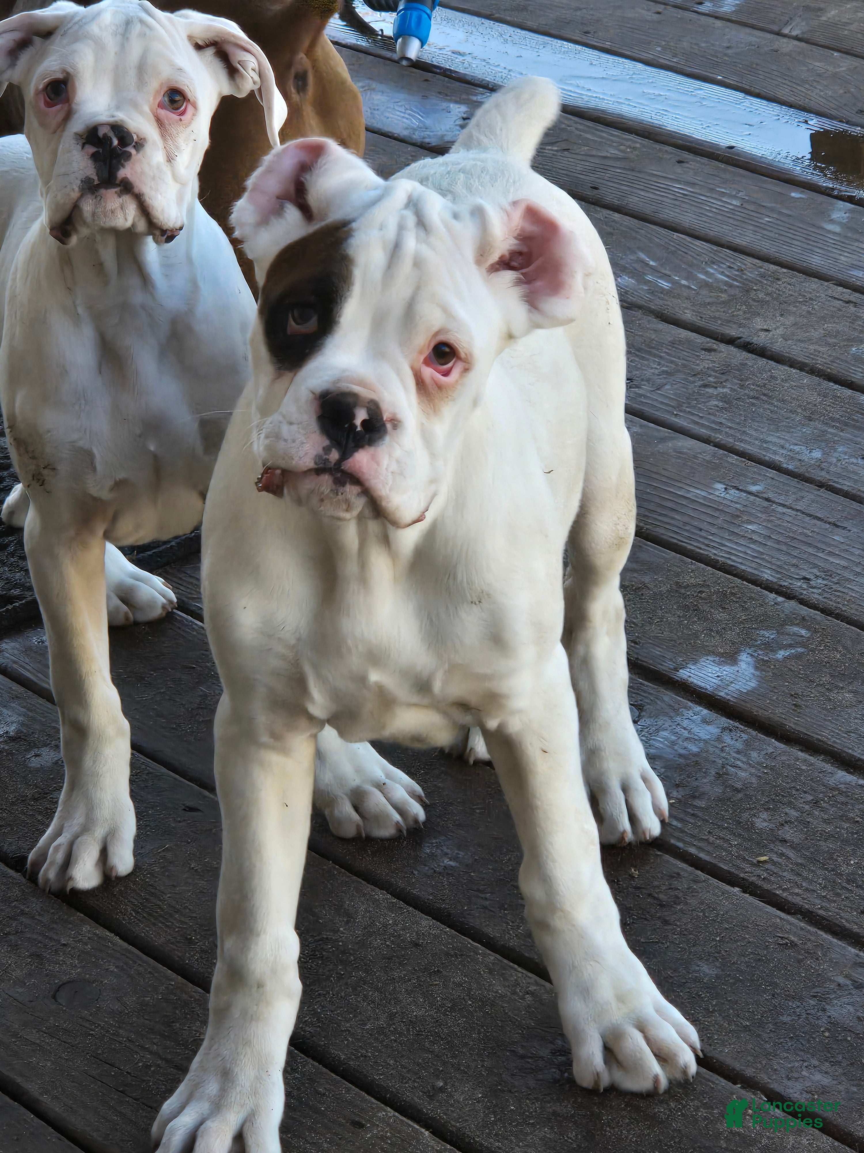 Boxer dogs Jimmy - Ad 2