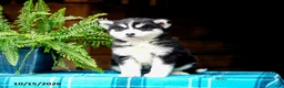Pomsky dogs for sale: Teddy - Ad 5