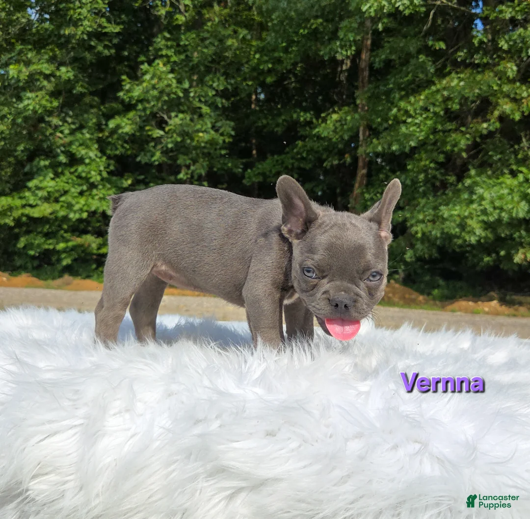 Frenchton dogs for sale: Vernna - Ad 5