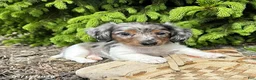 Dachshund dogs for sale: Elsa - Ad 3